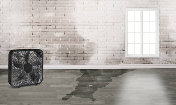 Best Water damage restoration company  in Florence, KY