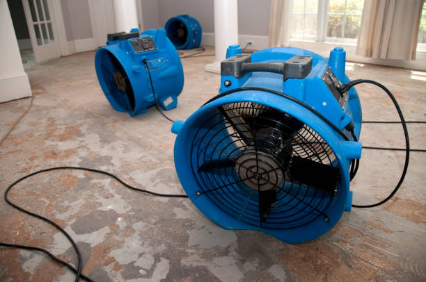 Best Mold removal after water damage  in Florence, KY